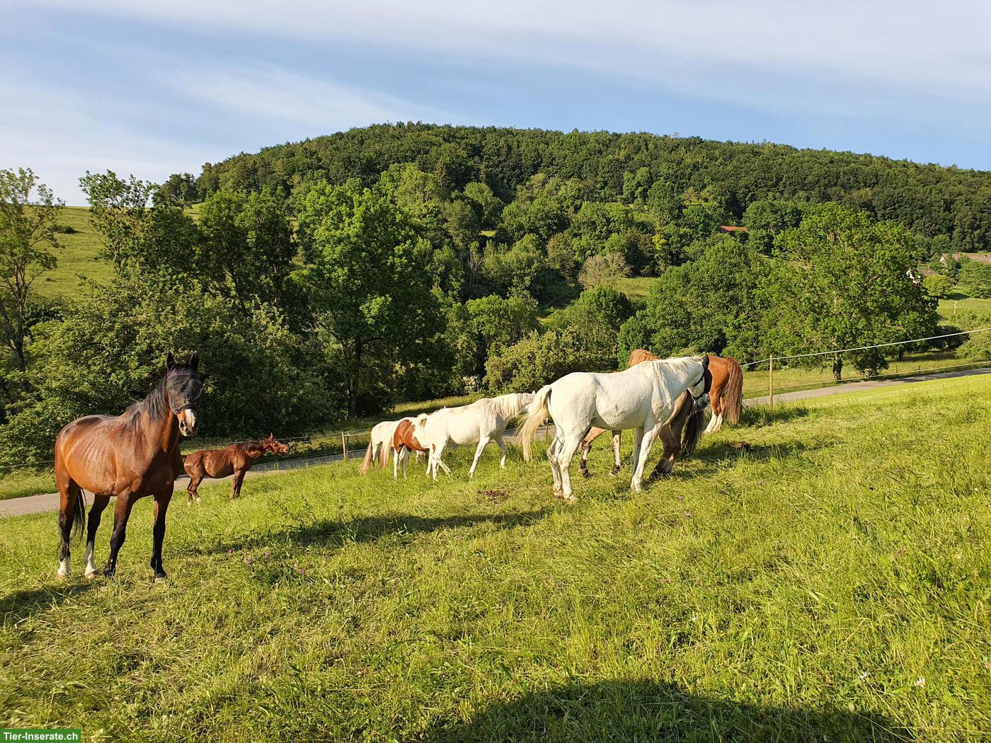 Altersweiden, Gruppenhaltung, ca. 15min von Tiengen entfernt