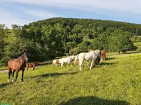 Altersweiden, Gruppenhaltung, ca. 15min von Tiengen entfernt