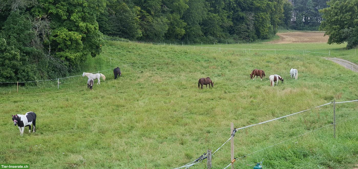 Bild 2: Altersweiden, Gruppenhaltung, ca. 15min von Tiengen entfernt
