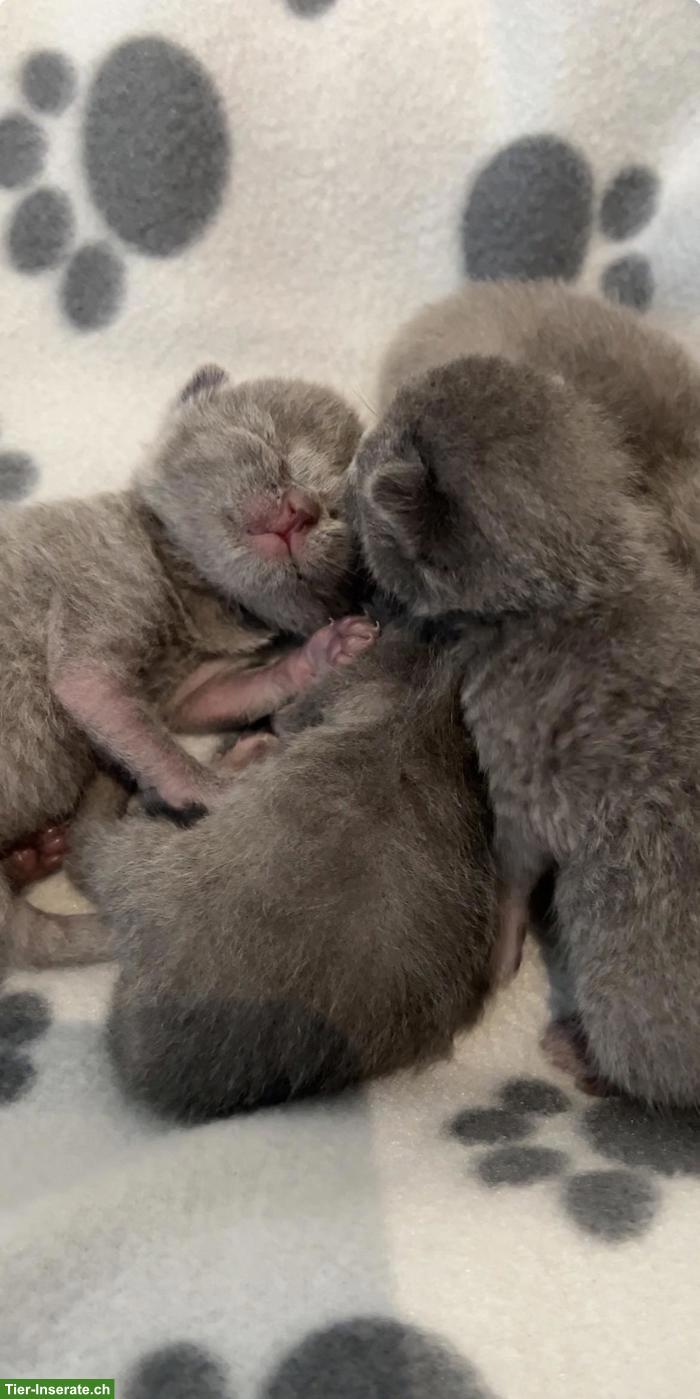 BKH Kitten (blue) suchen schönes Zuhause