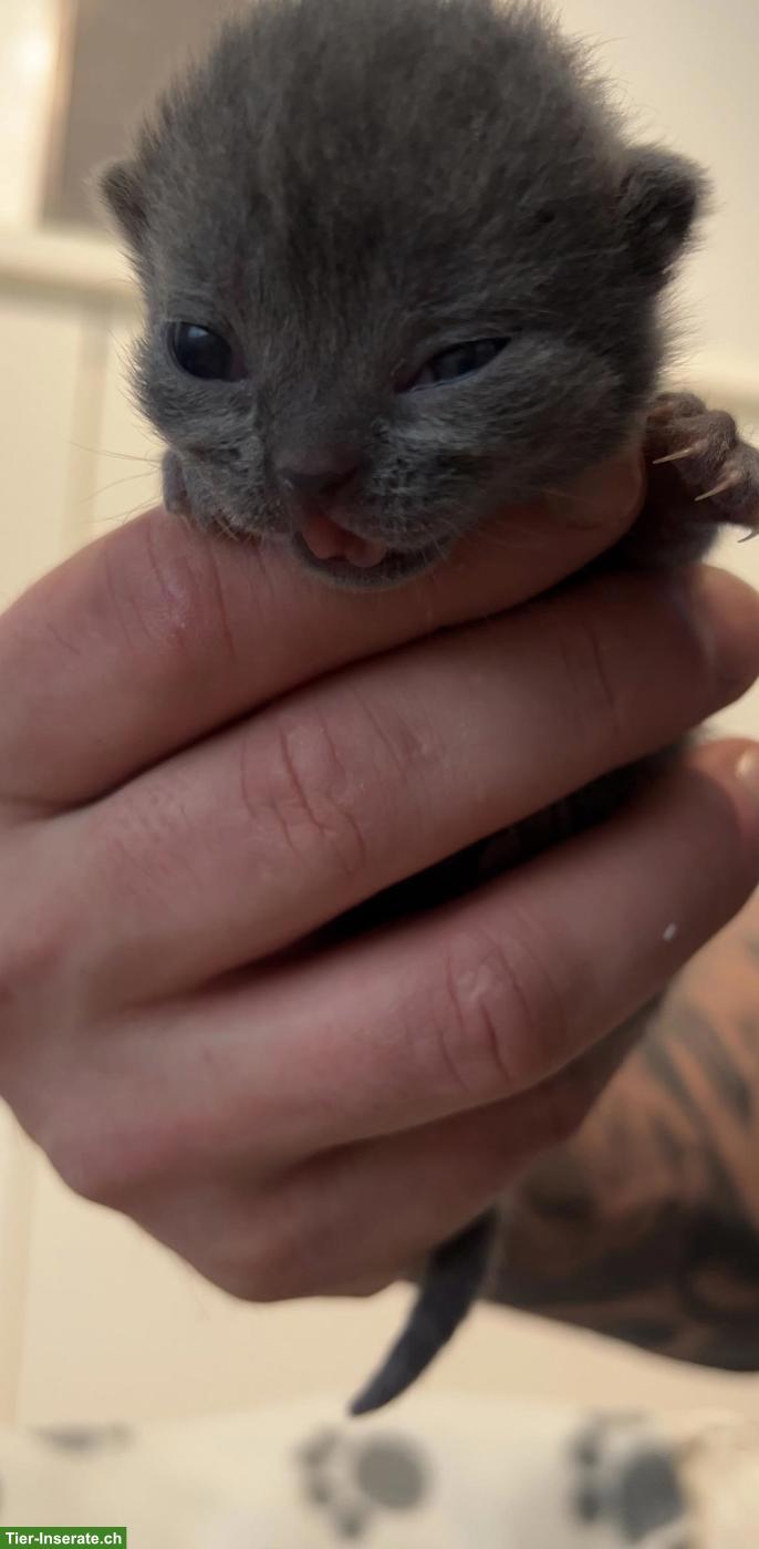 Bild 2: BKH Kitten (blue) suchen schönes Zuhause