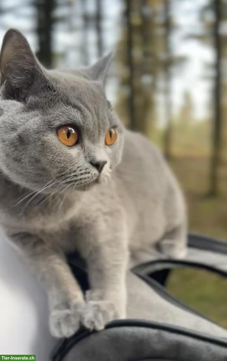 Bild 3: BKH Kitten (blue) suchen schönes Zuhause