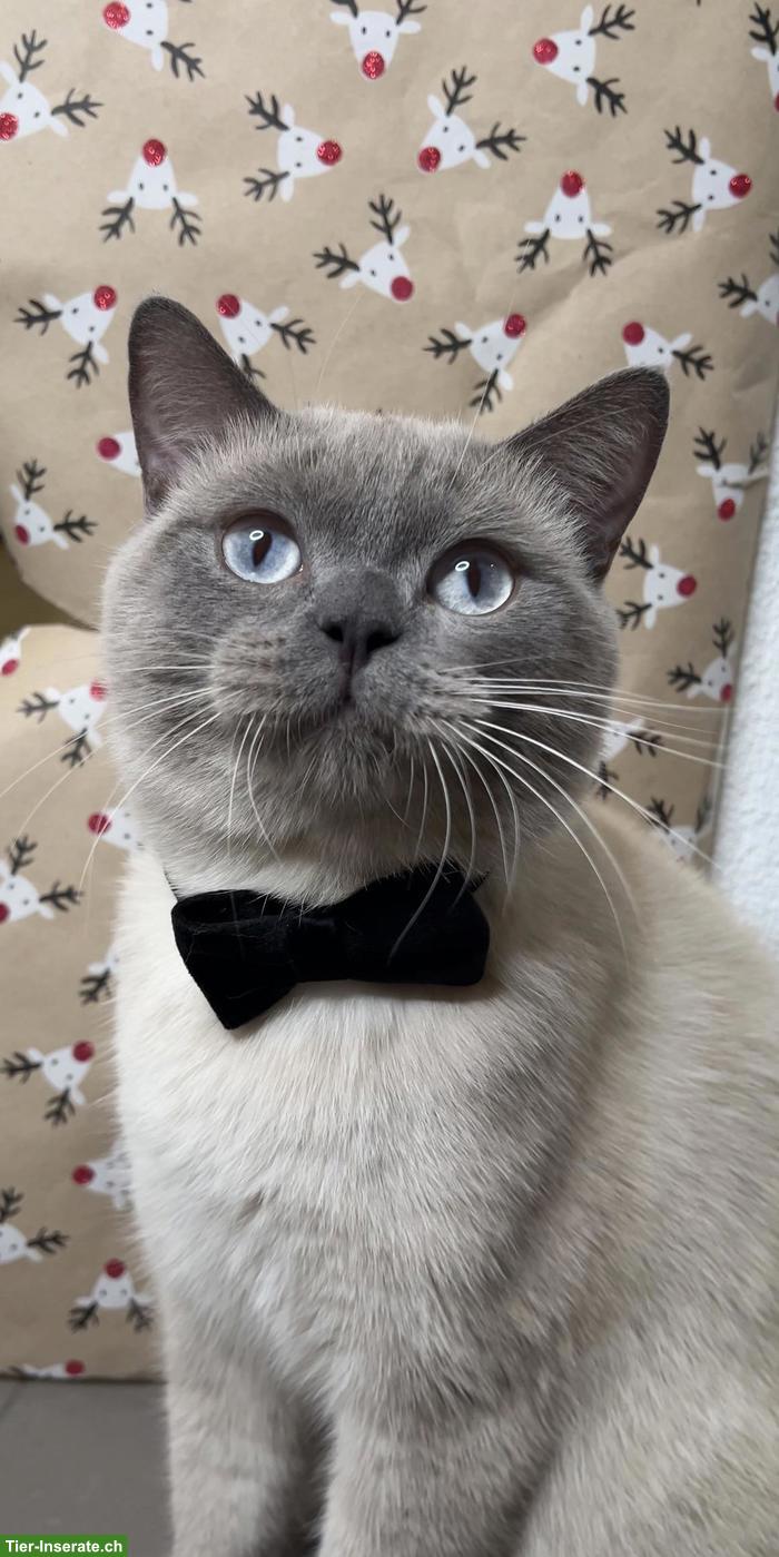 Bild 4: BKH Kitten (blue) suchen schönes Zuhause