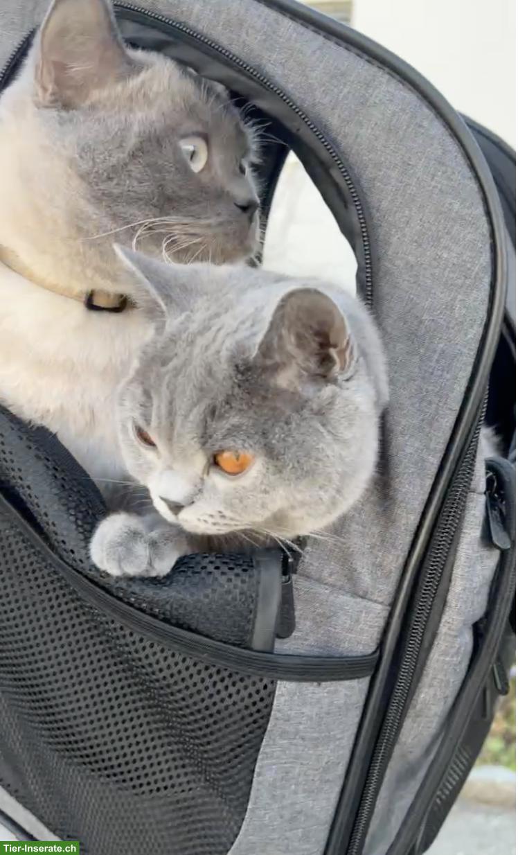 Bild 5: BKH Kitten (blue) suchen schönes Zuhause