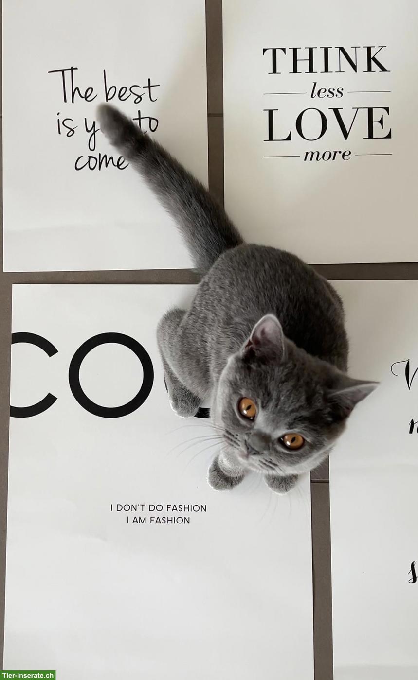 Bild 7: BKH Kitten (blue) suchen schönes Zuhause