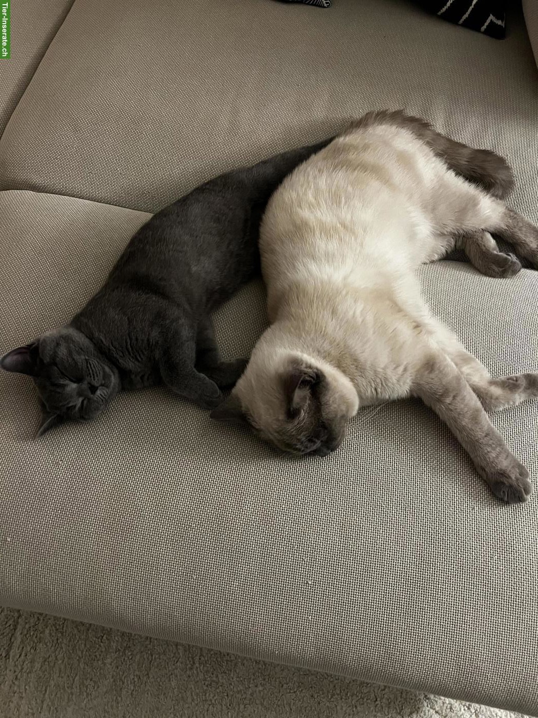 Bild 9: BKH Kitten (blue) suchen schönes Zuhause