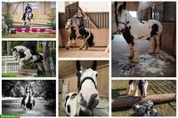 Reitbeteiligung für Irish Tinker im Bezirk Zurzach