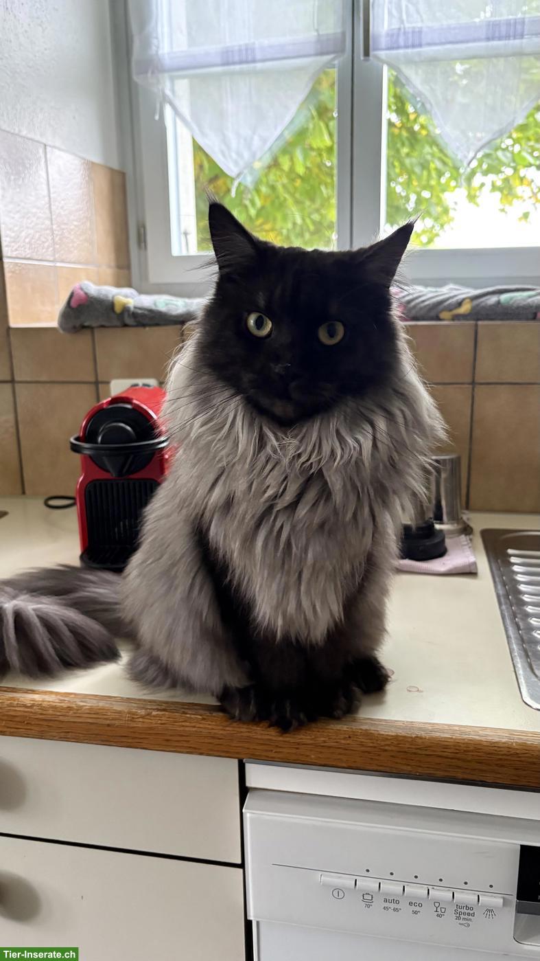 Maine Coon Mix Kätzin, Black Smoke