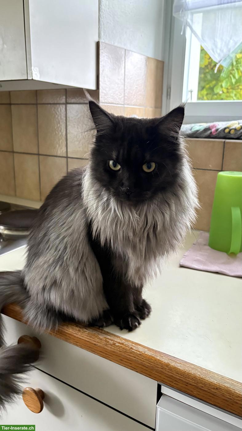 Bild 2: Maine Coon Mix Kätzin, Black Smoke