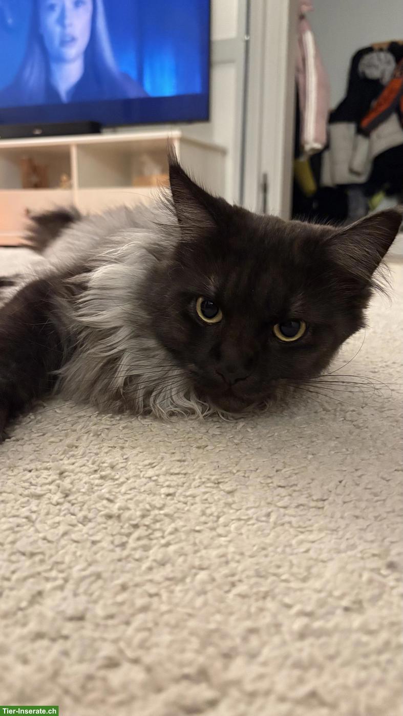 Bild 3: Maine Coon Mix Kätzin, Black Smoke