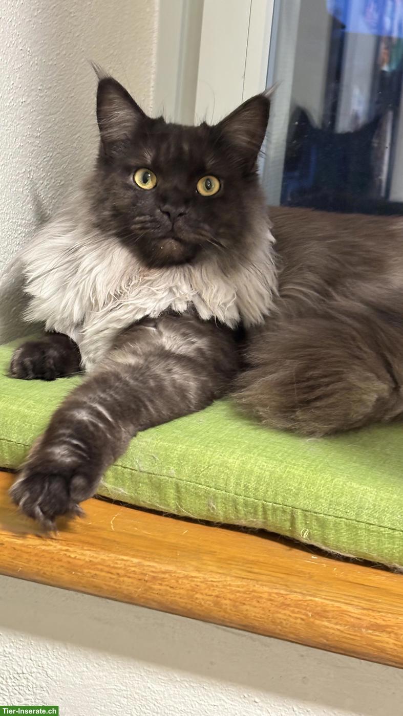 Bild 4: Maine Coon Mix Kätzin, Black Smoke