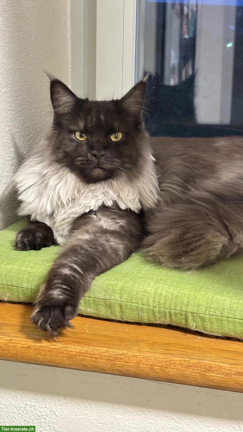 Bild 5: Maine Coon Mix Kätzin, Black Smoke