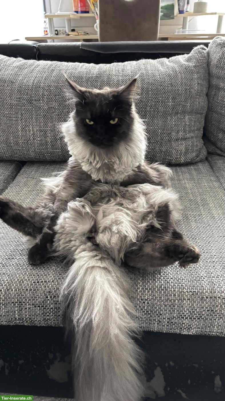 Bild 6: Maine Coon Mix Kätzin, Black Smoke