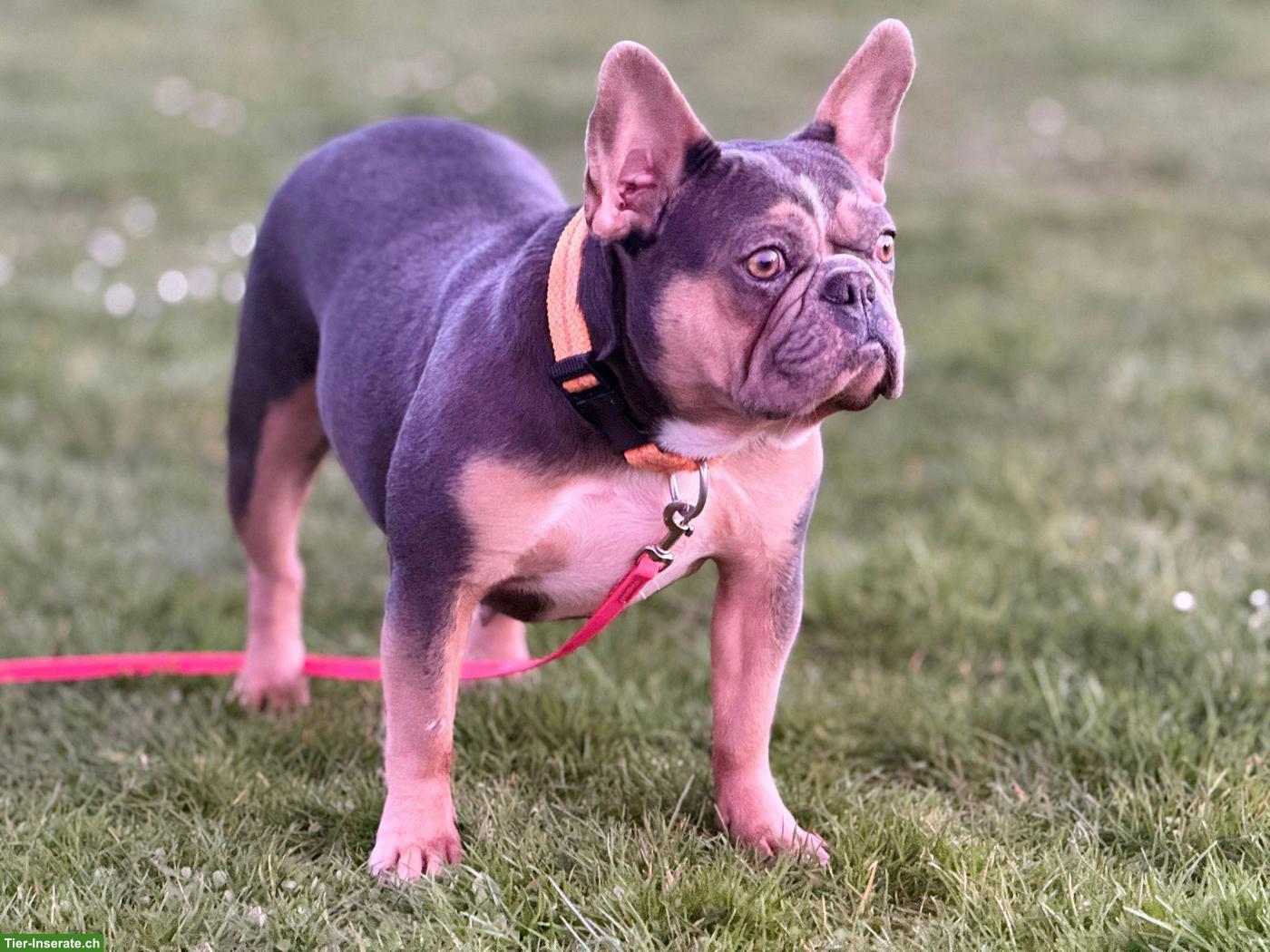 Französische Bulldoggen Hündin