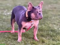 Französische Bulldoggen Hündin