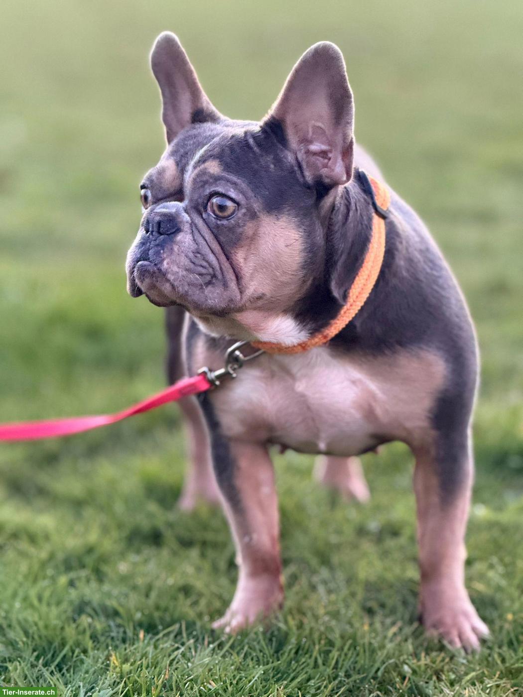 Bild 2: Französische Bulldoggen Hündin