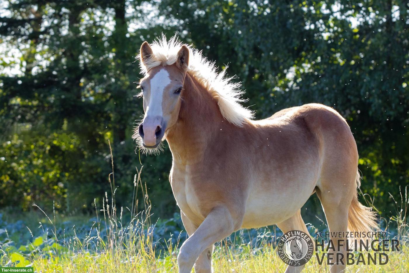 Grosser 3-jähriger Haflinger-Wallach zu verkaufen
