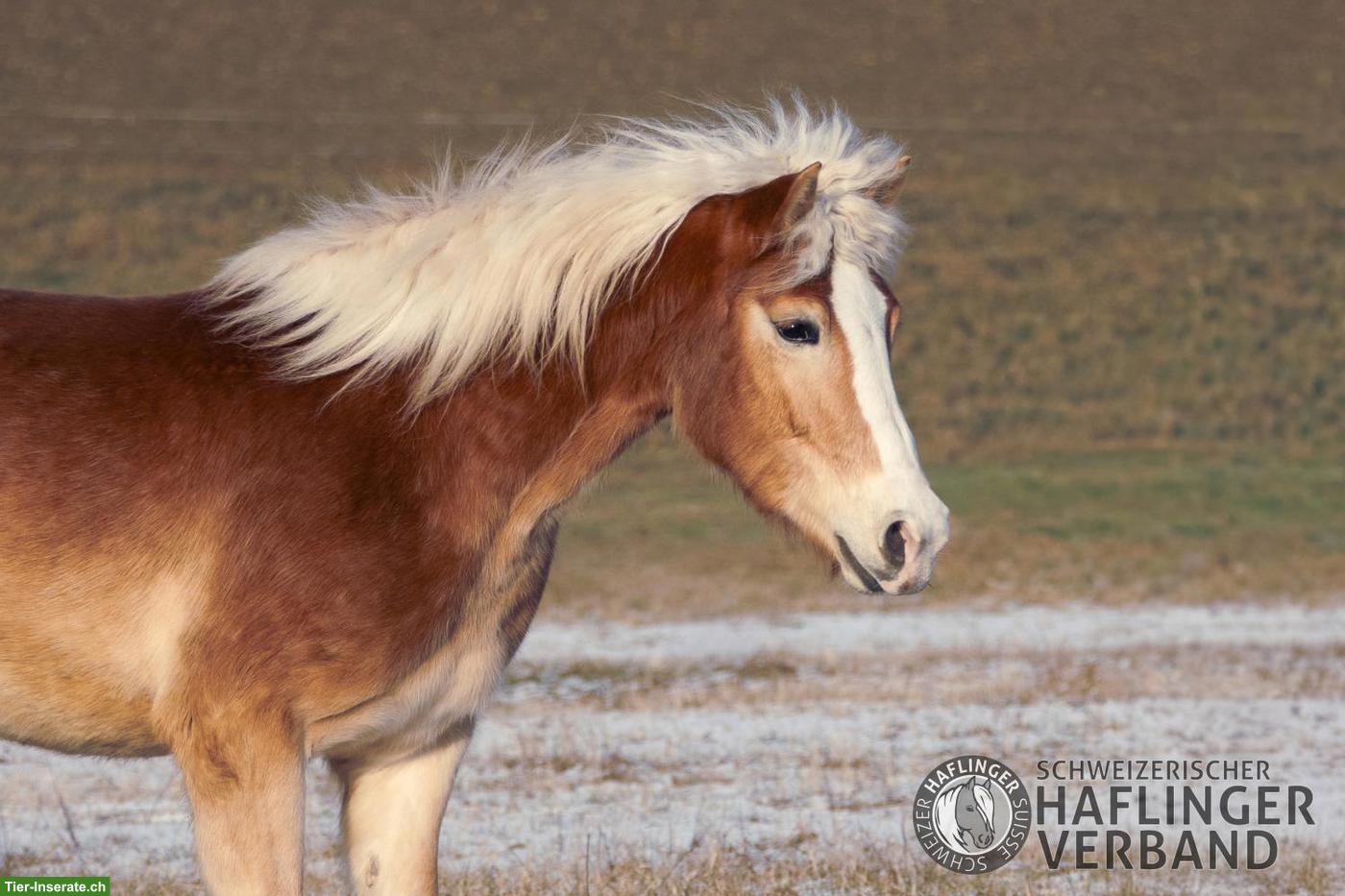 Bild 2: Grosser 3-jähriger Haflinger-Wallach zu verkaufen