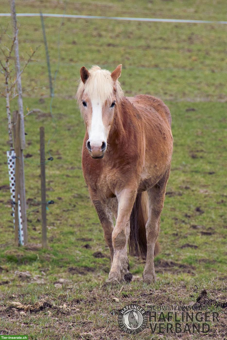 Bild 3: Grosser 3-jähriger Haflinger-Wallach zu verkaufen
