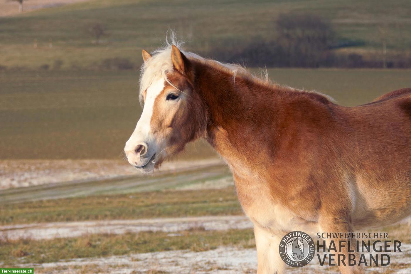 Bild 4: Grosser 3-jähriger Haflinger-Wallach zu verkaufen