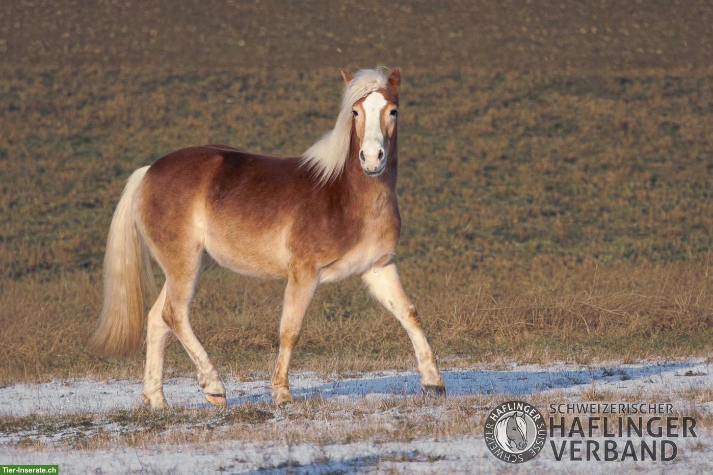 Bild 5: Grosser 3-jähriger Haflinger-Wallach zu verkaufen