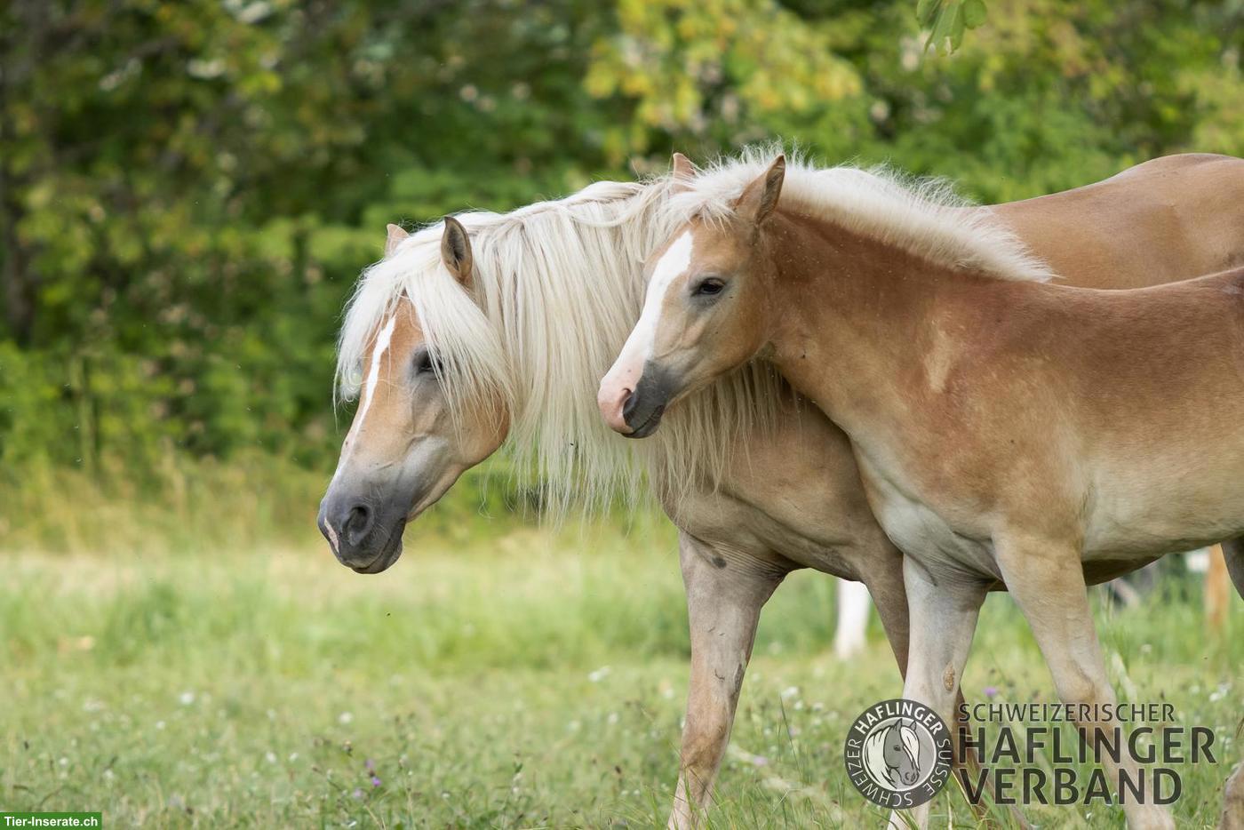 Bild 6: Grosser 3-jähriger Haflinger-Wallach zu verkaufen