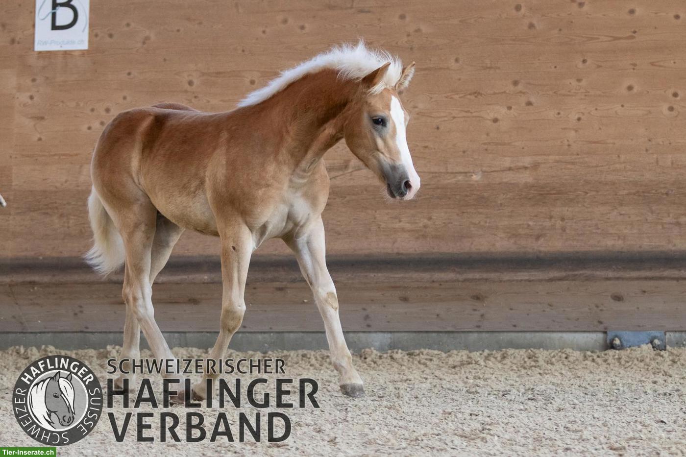 Bild 7: Grosser 3-jähriger Haflinger-Wallach zu verkaufen