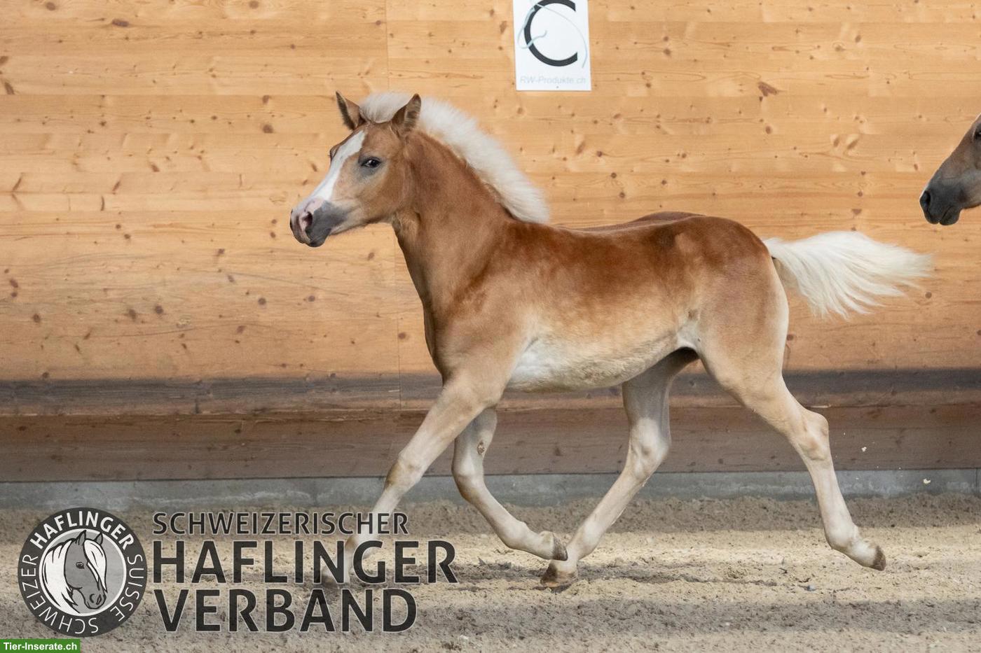 Bild 8: Grosser 3-jähriger Haflinger-Wallach zu verkaufen