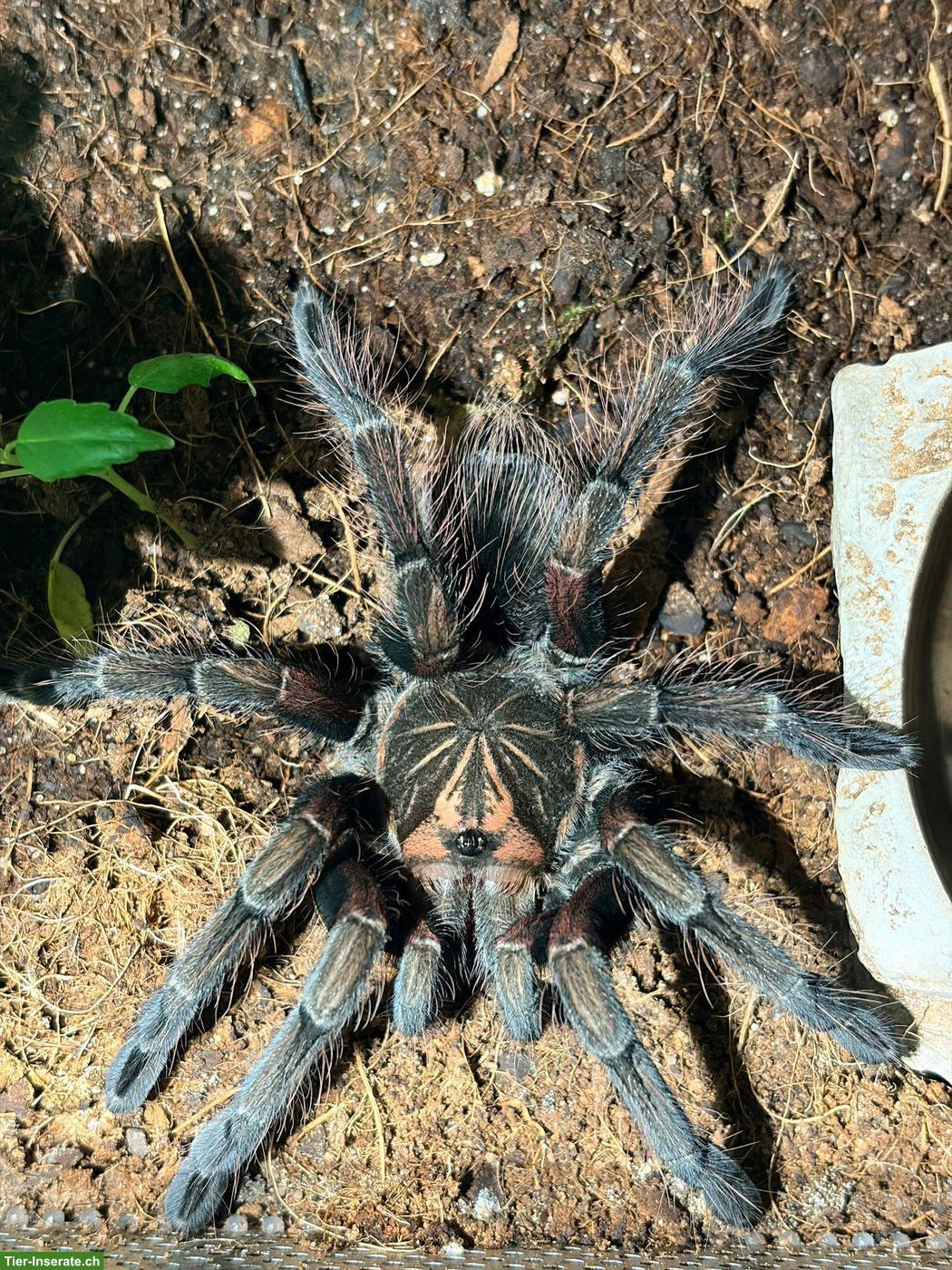 0.1 Pamphobeteus machala Vogelspinne