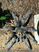 0.1 Pamphobeteus machala Vogelspinne