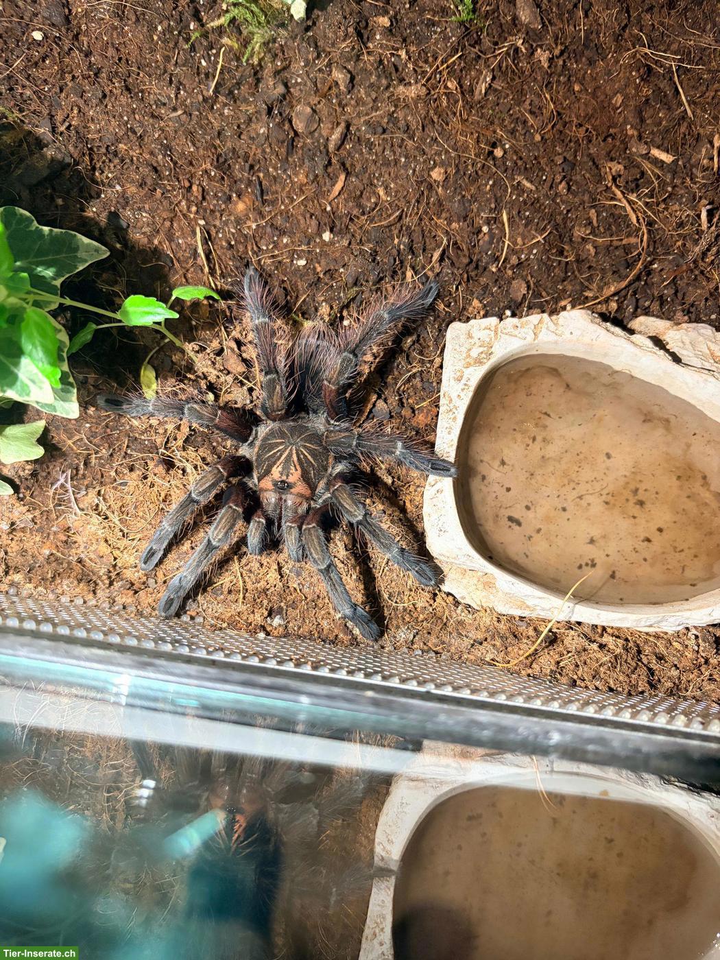 Bild 2: 0.1 Pamphobeteus machala Vogelspinne