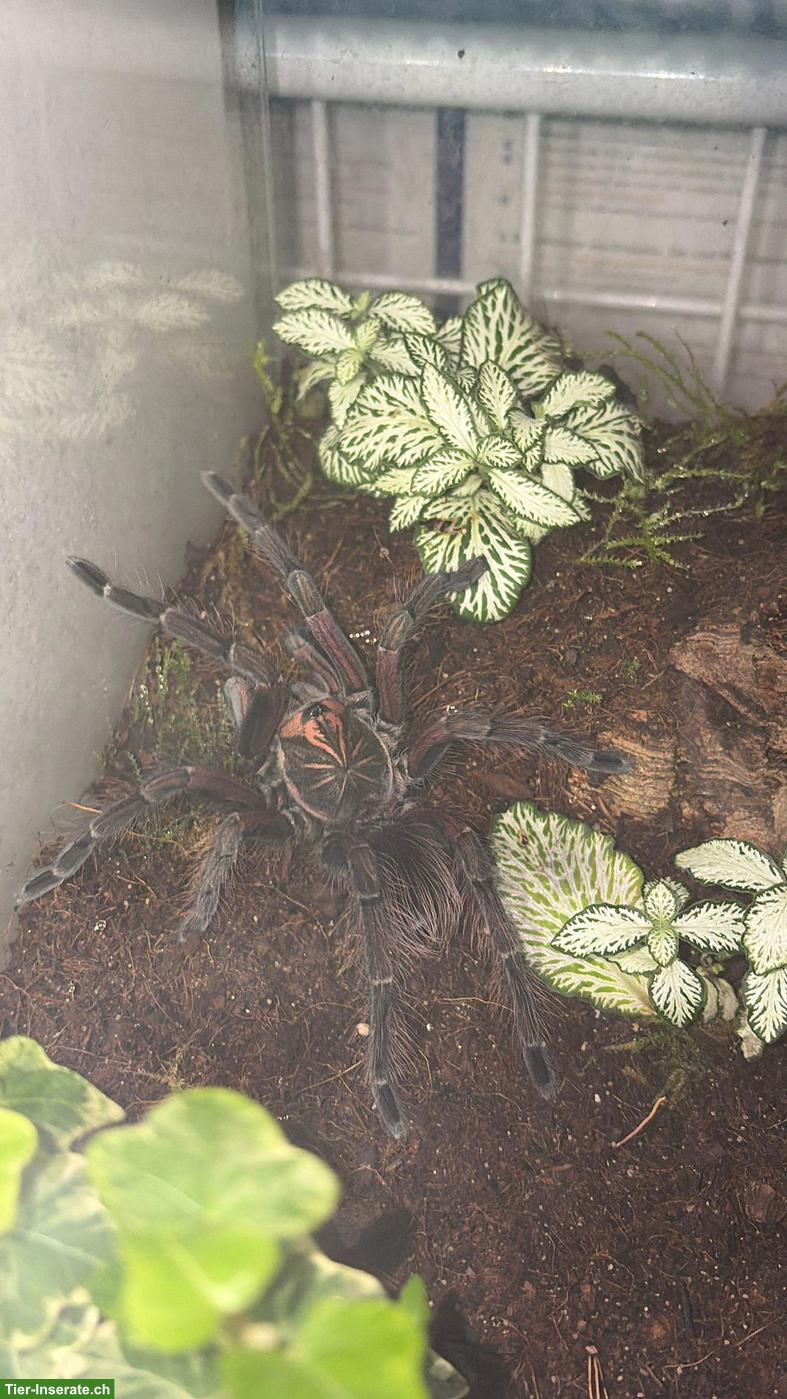 Bild 3: 0.1 Pamphobeteus machala Vogelspinne