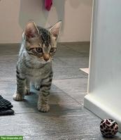 Getigerte Katze abzugeben