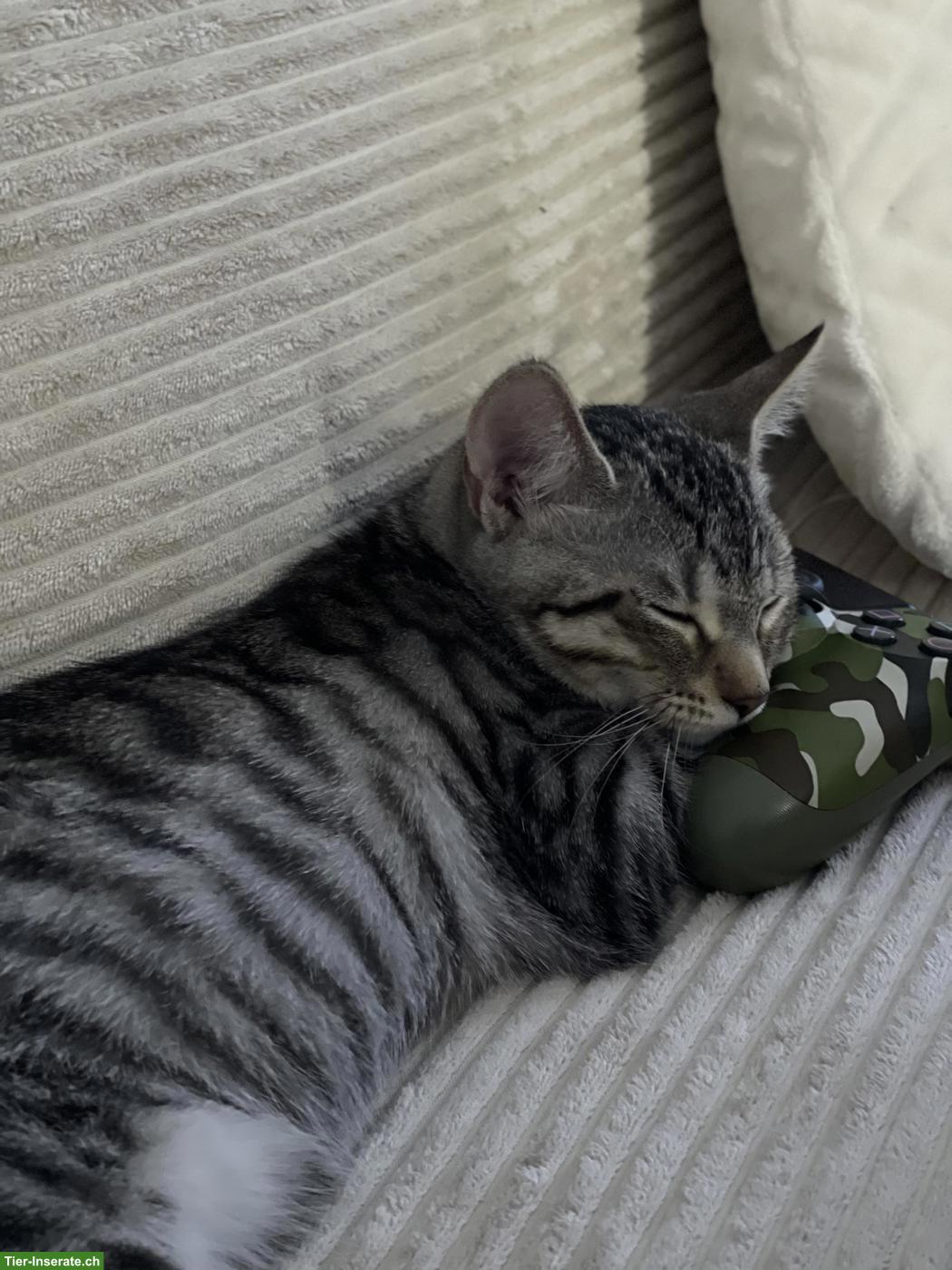 Bild 2: Getigerte Katze abzugeben