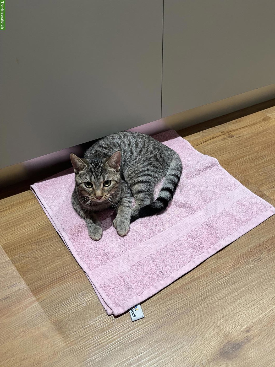 Bild 3: Getigerte Katze abzugeben