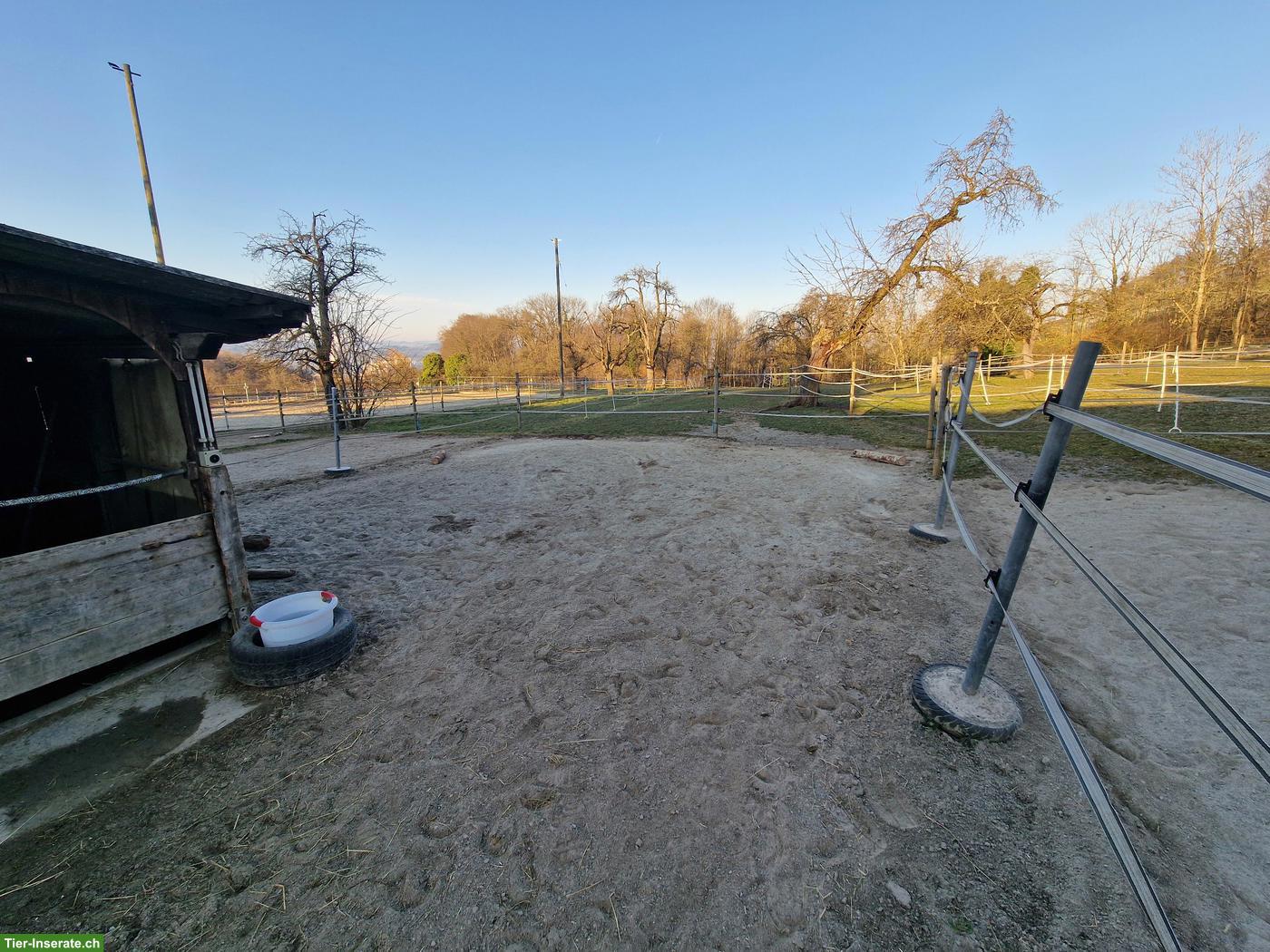 Pferde-Stalltrakt für Selbstversorger in Weinfelden TG