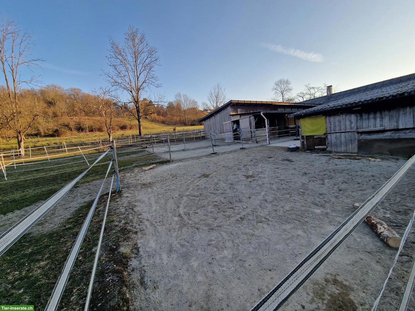 Bild 2: Pferde-Stalltrakt für Selbstversorger in Weinfelden TG