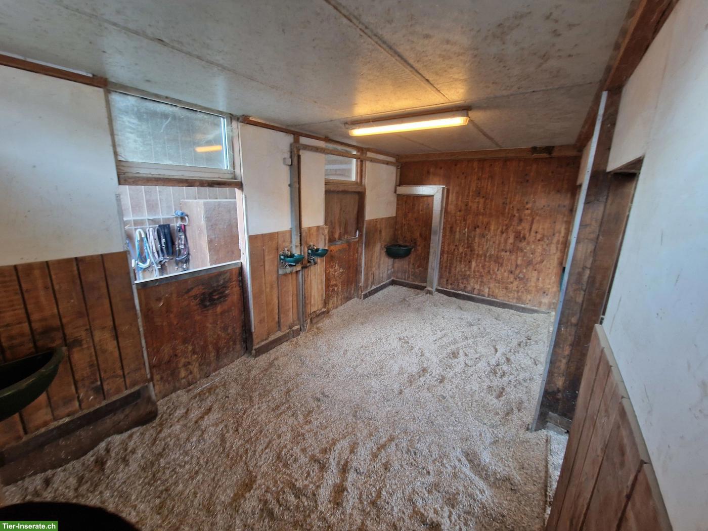 Bild 3: Pferde-Stalltrakt für Selbstversorger in Weinfelden TG