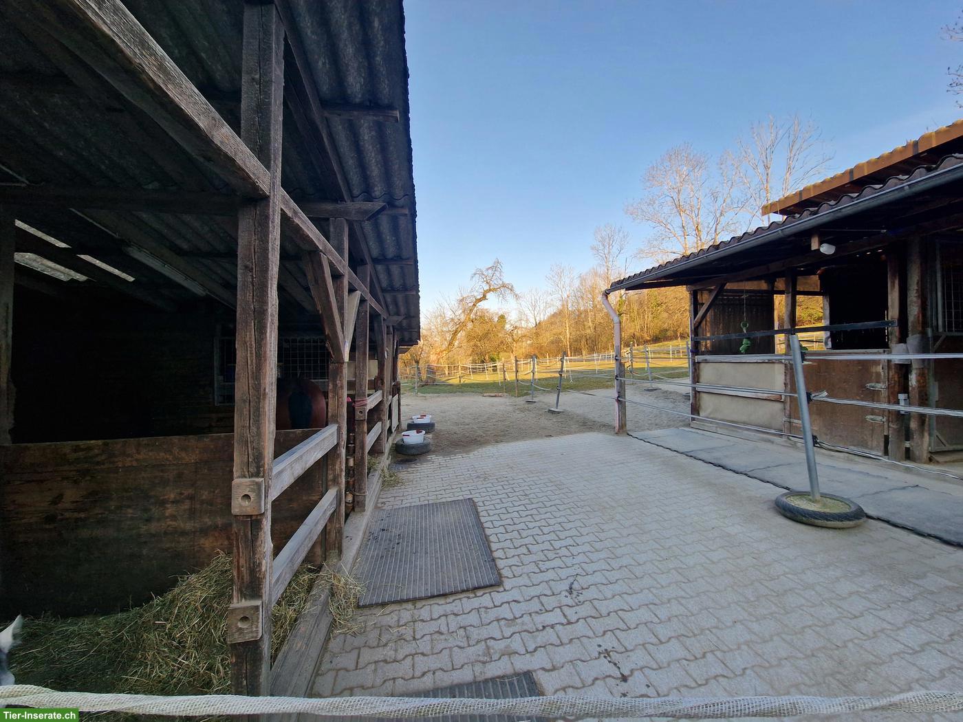 Bild 4: Pferde-Stalltrakt für Selbstversorger in Weinfelden TG