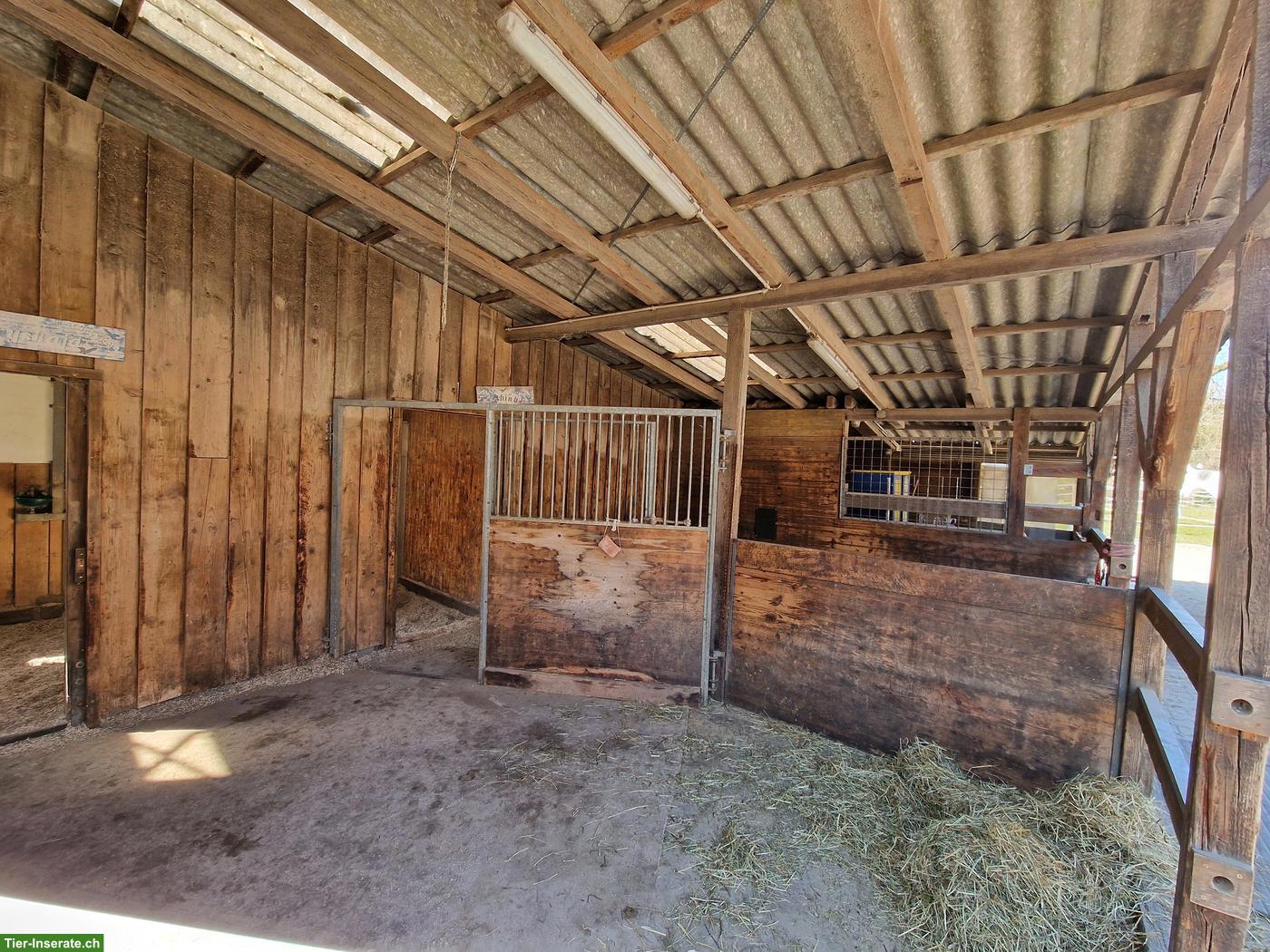 Bild 5: Pferde-Stalltrakt für Selbstversorger in Weinfelden TG