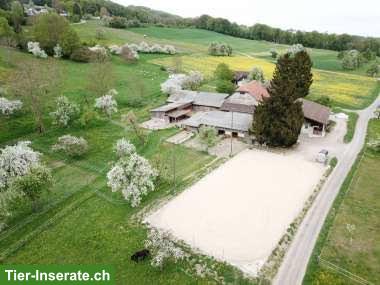 Bild 6: Pferde-Stalltrakt für Selbstversorger in Weinfelden TG