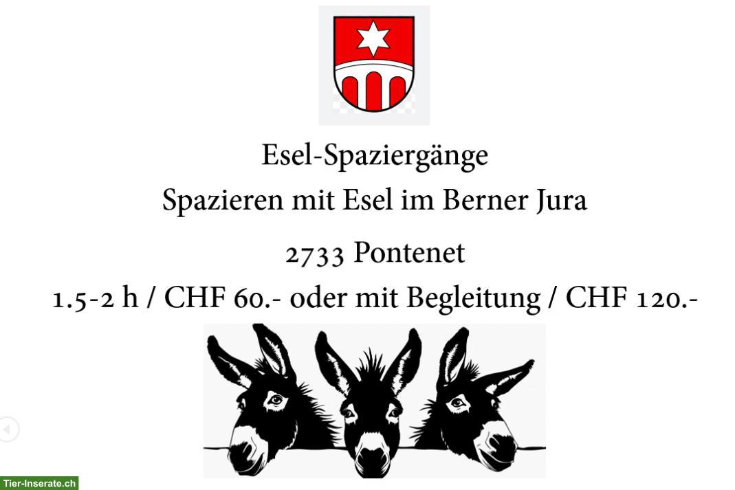 Spazieren mit Esel im Berner Jura