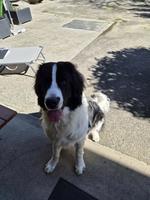 Landseer Rüde, weiss-schwarz aus Zeitgründen abzugeben