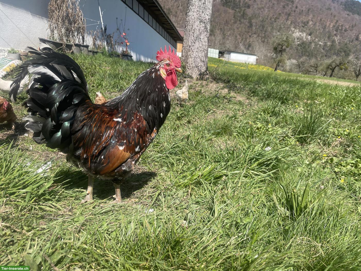 Schwedisches Blumenhuhn, hübscher Hahn zu verschenken
