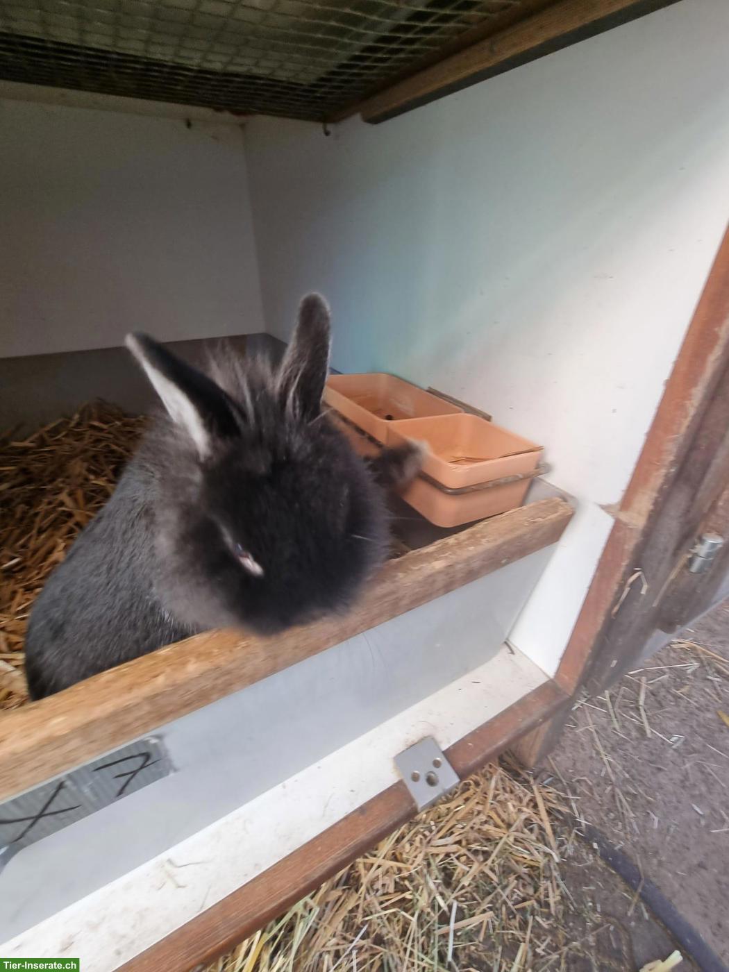 Junger Zwergkaninchen Mix Rammler