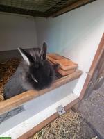 Junger Zwergkaninchen Mix Rammler