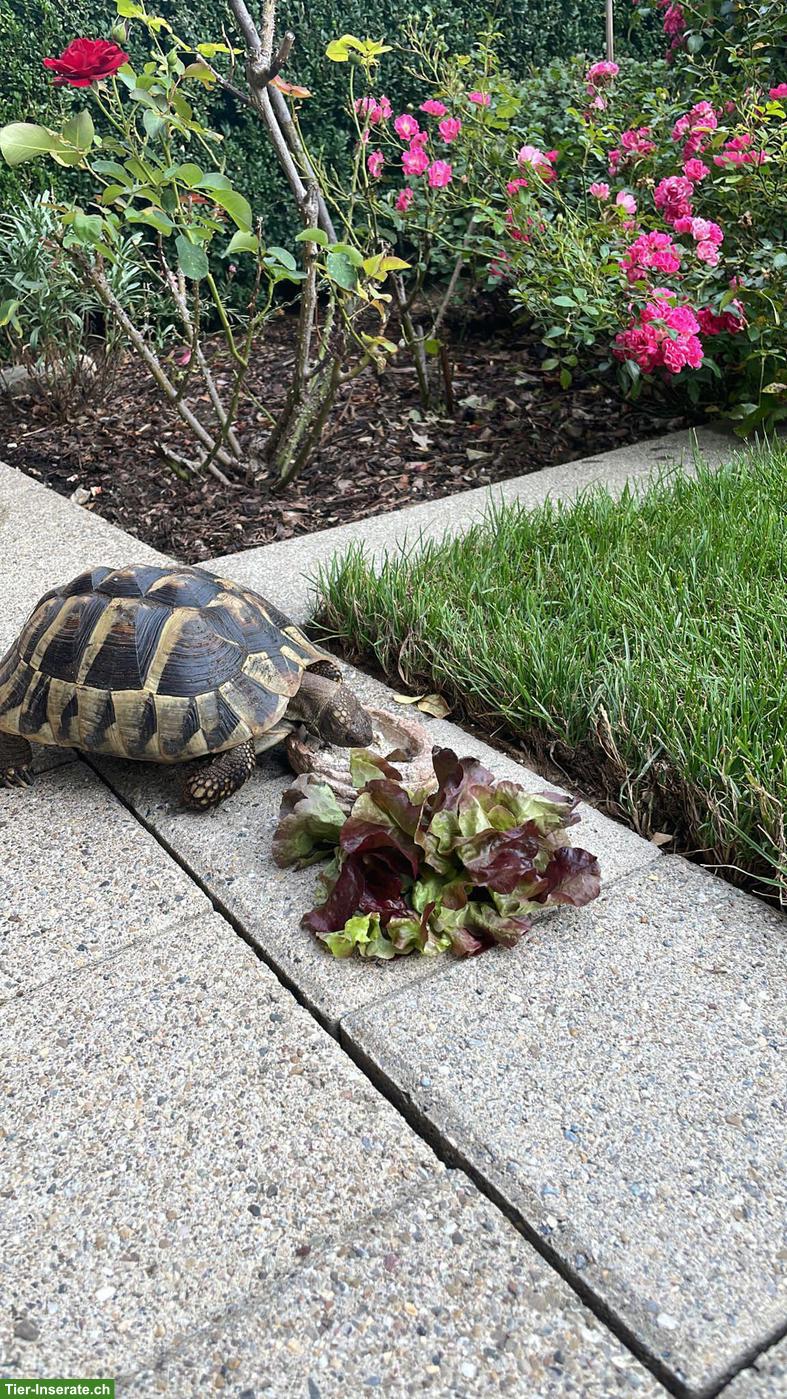 Griechische Landschildkröte Angie sucht Zuhause mit Garten