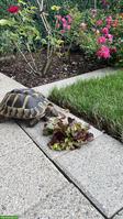 Griechische Landschildkröte Angie sucht Zuhause mit Garten