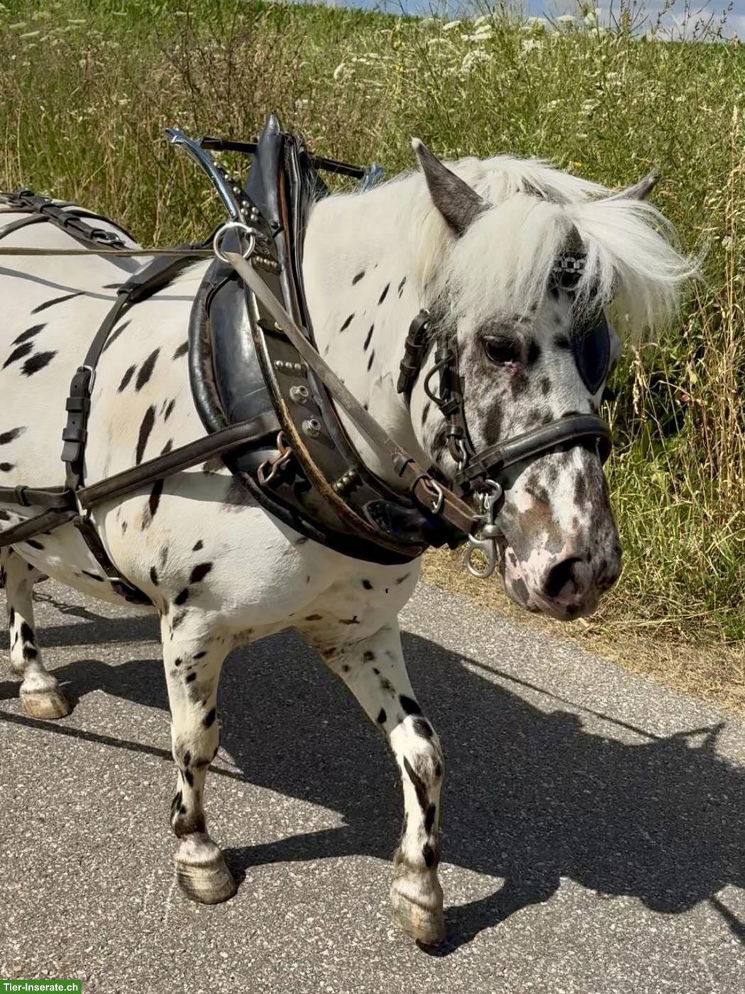 Shetty Wallach Tigerschecke, gefahren & geritten