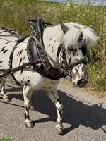 Shetty Wallach Tigerschecke, gefahren & geritten